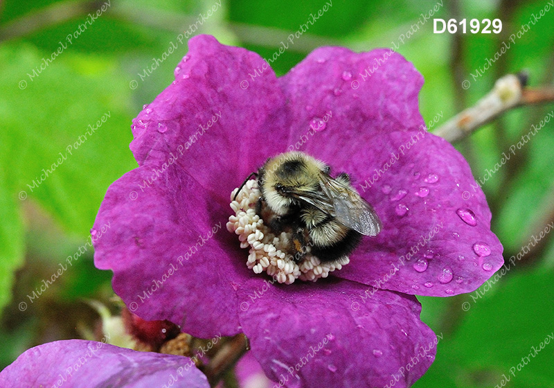 Half-black Bumble Bee (Bombus vagans)